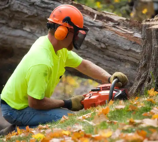 tree services Finneytown